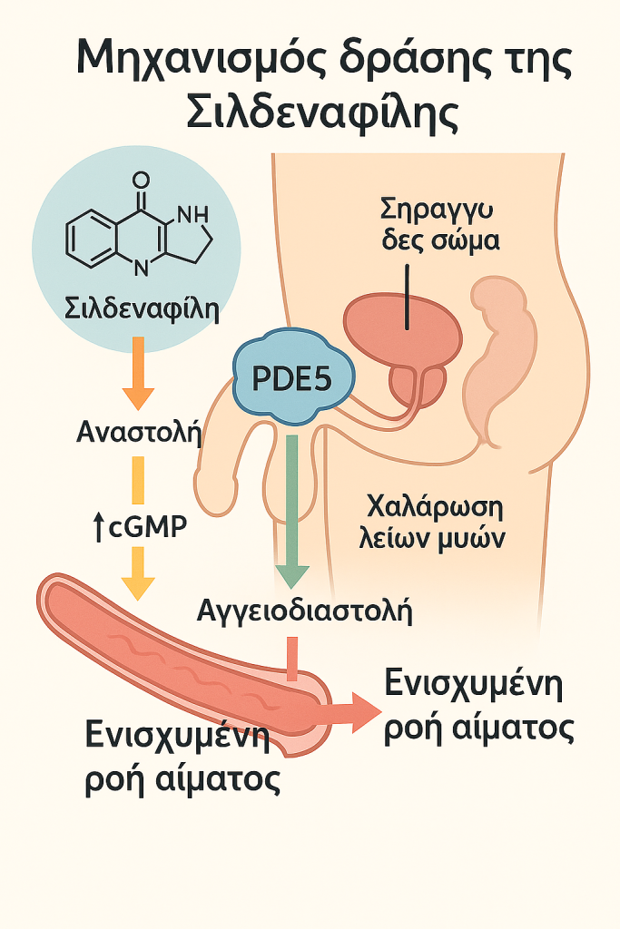 michanismos-drasis-tis-sildenafil