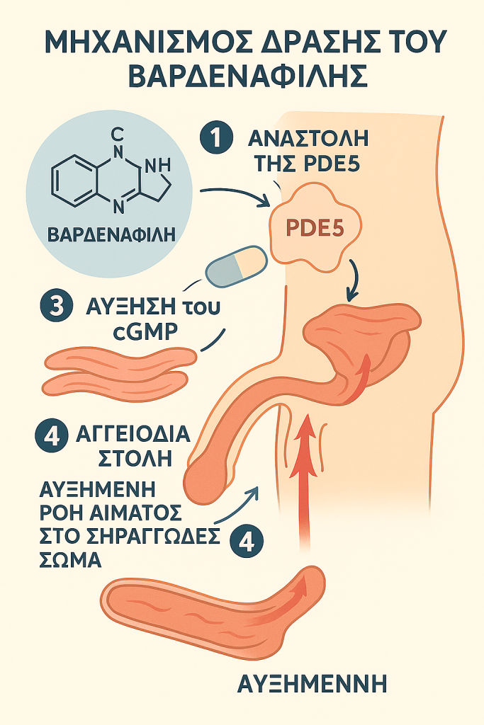michanismos-drasis-tis-vardenafil